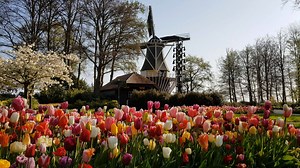 2.2K views · 109 reactions | We ❤️ that our customers ❤️ our Lovers catalogues.  They’re our specialty catalogues with names like Iris Lovers, Peony Lovers, Daylily Lovers, Lily Lovers and Daffodil Lovers. Now, our sixth Lovers catalogue is almost here. Can you guess what’s next?  | Breck's Bulbs | Facebook