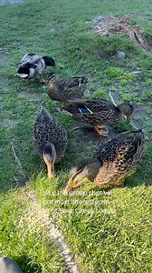 They are slowly letting us become a part of their flock. #cabinrentalofalaska #wheretostayinalaska #alaska #hopealaska #hopeak #summerinalaska #cabinrentals | Hope Alaska's Bear Creek Lodge