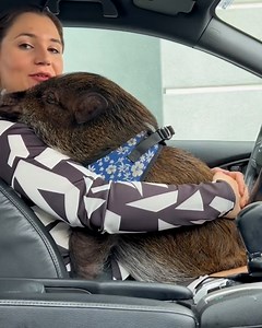 9K views · 455 reactions | This talking pig and his owner have the most adorable relationship!  | Furry Tails | Facebook