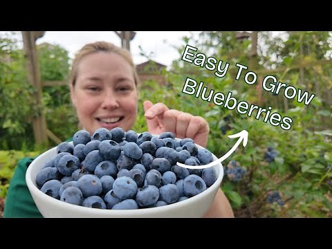 How To Grow Blueberries: Pruning, Choosing Your Variety, Pollination, Care, Fertilizer & Soil pH
