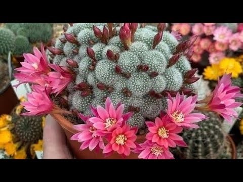 Simple tips for having pots full of cacti in no time.