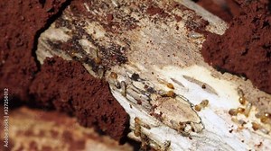 Footage B roll 4K of Termites are eating the wood, Close up termites or white ants, Termite Workers walk and eating the wood in nature, Dry-Wood Termites on the old wood rotting.