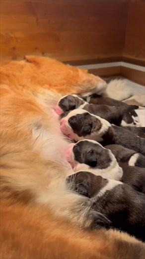 🐶 11 magnifiques chiots ont vu le jour le 19 octobre dernier. Félicitations à notre belle Plume du Grand St. Bernard pour cette première magnifique portée. ❤ . 🐶 Am 19. Oktober kamen 11 wunderschöne Welpen zur Welt. Ein erster wunderschöner Wurf für unsere liebe Plume du Grand St. Bernard. ❤ . #fondationbarry #saintbernard #bernhardiner #chiots #puppies #welpen 🎥 Fondation Barry | Déborah Dini | Fondation Barry