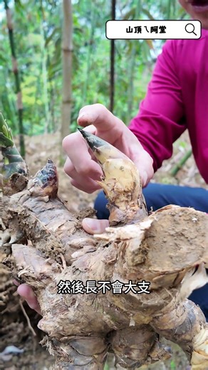 怎麼避免竹筍出青？答案很簡單😳 #綠竹筍