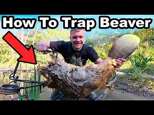 How To Trap Beavers for Beginners!