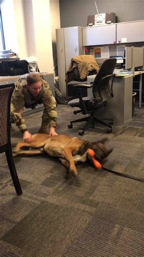 Hilarious Police Dogs: When Duty Meets Derp #dogs #doglover #funnydog #fyp #dog