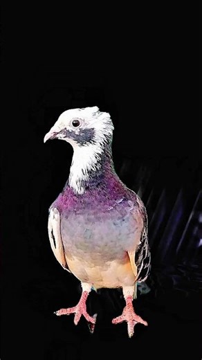 ❤️pigeon🕊️lover🕊️#pigeon #kabootar #birds #shorts #pigeonlover #birdlovers #pigeonhouse #viral