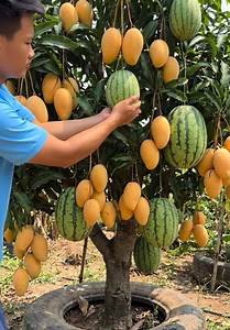 How to propagate mango trees with watermelons so they produce fruit together.#Mango #trees #watermelon🍉 #grow #banana
