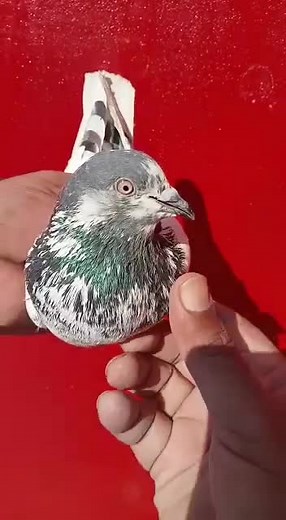 Mian Suleman on TikTok