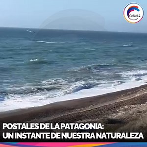 18K views · 85 reactions | 礪Hermosa postal de un petrel, que nos brinda un instante de nuestra naturaleza salvaje | Canal 2 - Caleta Video Cable | Facebook