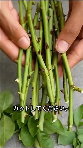 This one method will make your roses multiply rapidly: A secret technique for taking cuttings.