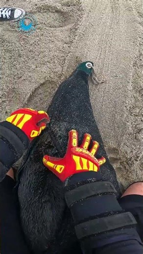 Quick and Easy Seal Rescue #shorts