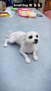 Small Dog 🐶🐕 #dog #explore #reels #instagramreels #funny #instagood #viral #foryou #joker | Julie Angel