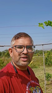 Relay Cropping खो खो शेती पद्धत. #relaycropping #खोखोशेती #organicfarming #regenerativefarming | AllGanic Farm