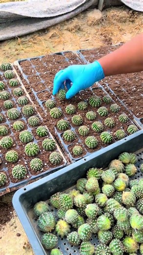 How to Propagate Cactus Plants Easily (Step-by-Step) 🌵✨