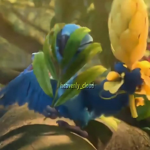 Beautiful Creatures in Rio: Brazilian Disney Songs