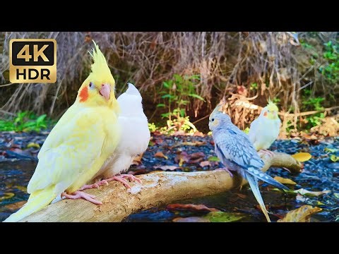 Deep Relaxation: Calm Cockatiel Sounds with Gentle River Ambience