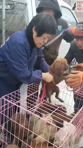 1.5K views · 232 reactions | CHINA: BOHE RESCUED 38 DOGS FROM...