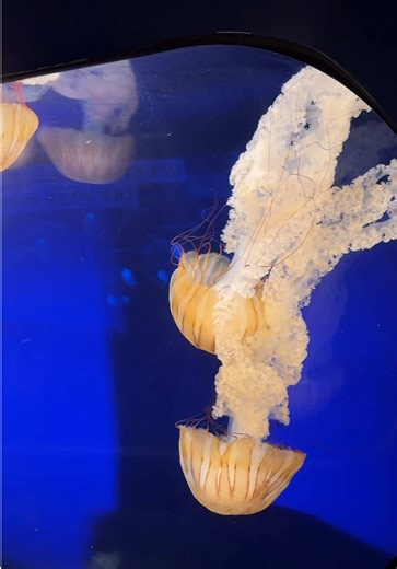 Discover Fun at Odysea Aquarium in Arizona