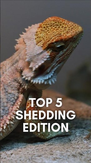 Top 5 Beardie Shedding Moments | Amazing Bearded Dragon Shedding Compilation