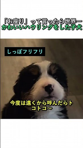 「お座り」って言ったら世界一かわいいハウリングをした子犬