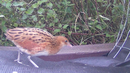 Hey you…yeah you! This juvenile Corncrake just popped up to say hello 👋 For the first time ever, recorded evidence of Corncrakes successfully breeding on our Oa reserve has been captured, which is a huge win for the species and everyone involved! 👏 A big thanks to the reserve team for their conservation efforts and nature-friendly farming practices that help support the Corncrakes. And a massive shoutout to Nature North East for capturing this footage - which is no easy task as Corncrakes are 