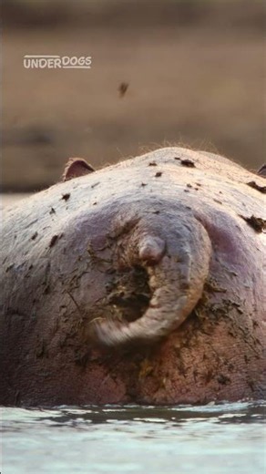 How do hippos defend their territory? 💩 #Underdogs