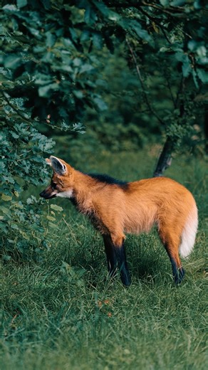 Not a fox. Not a wolf. Something uniquely in between. Meet the Maned Wolf – nature’s mystery on long legs 🦊 #ManedWolf #WildMystery #SouthAmericaWildlife #NatureMagic | Sondre Eriksen Hensema Photography
