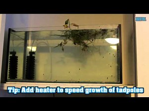 Keeping Tadpoles In Aquarium