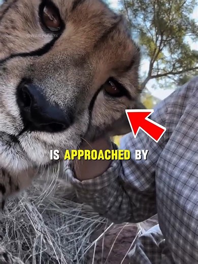 Why Do Cheetahs Rarely Attack Humans? The Surprising Truth! #cheetah #animals #animallovers #shorts