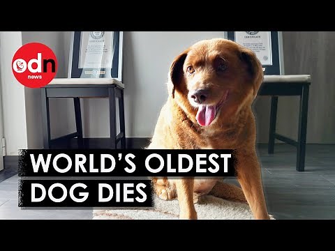 World’s Oldest Dog, Bobi, Dies Aged 31