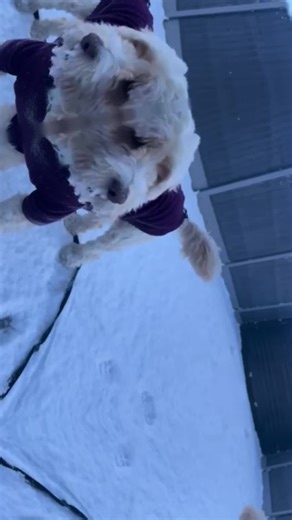 Bonnie’s adventure in the snow ❄️❄️☃️☃️⛄️⛄️❄️❄️#winter #snow #makemefamous