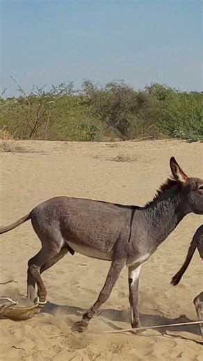 donkey #animals #farmanimalct #funnydonkey #wildlife #animallife #funnyanimal