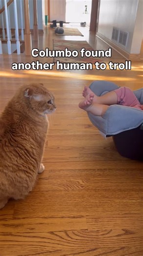 Furball Farm Cat Sanctuary | Since being adopted, Columbo loves to rule and protect his new home. Besides keeping Bella the dog in line, little humans (grandchildren)... | Instagram