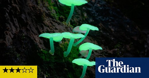 Fungi: Web of Life review – Björk and Merlin Sheldrake guide trippy mushroom doc