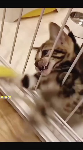 Funniest Cat Moments Compilation for Kids