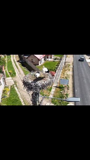 🤍”Celebrele” berze de la Tulca, Veta și Petre așa cum localnicii le-au numit au trecut peste perioada friguroasă…Unele persoane spun că Veta a iernat aici deci, a trecut printr-o perioadă foarte grea pe timpul ierni🙈Vă ținem la curent cu aceste înaripate superbe pe tot parcursul anului….🌞Le dorim ședere plăcută și puișori cât mai sănătoși🙏🤍 | Meteo Tulca-Bihor