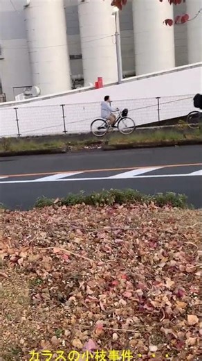 道草167ショートクリップ6 - カラスの小枝事件・・・