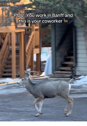 📍 Buffalo Mountain Lodge, Banff, AB #banff #buffalomountainlodge #canada🇨🇦 #lifeinbanff #creatorsearchinsights