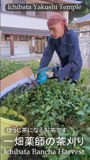 出雲 一畑薬師「御霊茶」番茶 刈り