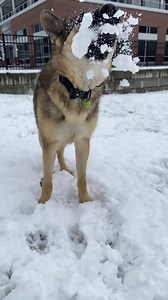 The Best of Best Boy Benson - Video Compilation