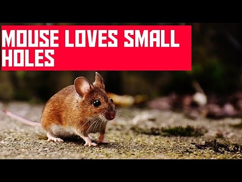 How Small A Hole Can A Mouse Get Through?