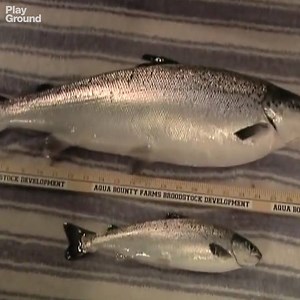 2.6K views · 19K shares | El primer animal transgénico salta a nuestros menús: ¿estamos desafiando en exceso a la naturaleza o sacándole el mejor partido? | PlayGround | Facebook