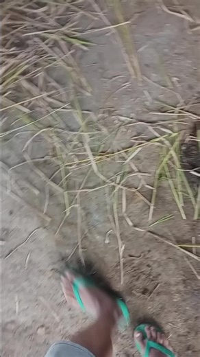 Panduan Ternak Sapi dari Nol: Dari Pemula Menjadi Ahli