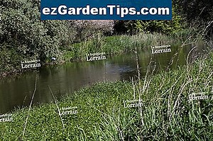 Herbicides pour l'herbe des Bermudes 🌱 Conseils Jardiniers - Fr.ezGardenTips.com