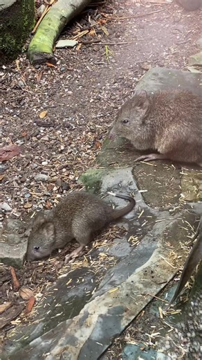 Baby Potoroo alert! Look who jumped out the pouch and is now bouncing and digging out and about in their enclosure😍 Why not come up and see our little joey, just one of the babies born this year alongside our spoonbill chicks, saki monkey baby, night heron chicks and white stork babies to name a few…. #babyanimal #babyanimals #potoroo #potoroojoey #cutenessalert #cutenessoverload #animals #exmoorzoo #barnstaple #northdevon #devon #weekendfamilyfun #weekendplans #dayoutatthezoo #daysoutwithkids 