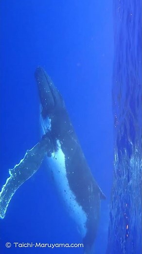 🔊ザトウクジラの歌声！🐳