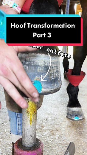 Roy's Hoof Transformation Using Copper Sulfate Paste