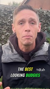 ✨ Behind the Scenes: Birds (Part 2) ✨ Today we take you inside the Bird Lounge for another behind-the-scenes look at our flock — and this time, we’ve found something special. 🐦 A very rare budgie with colours you don’t see every day. Budgies (also called parakeets) are one of the most popular pet birds in the world, but every so often you come across a truly unique one. In this video, we explore what makes this budgie so rare, why certain mutations are prized by bird keepers, and the joy of dis