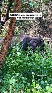 Have you encountered animals on your trip?! Wildlife’s we encountered in Kerala ❤️ 1. Elephants @Athirappilly river side : Mostly in the early morning if you keep an eye on the river side you’ll encounter heard of elephants in Athirappilly 2. Elephants @wayanad Highway: There are possibilities that you encounter elephants and deers in the Wayanad and Karnataka boarders 3. Sambar deer @Athirappily falls: you can commonly see them in the woods of Athirappilly forest 4. Nigiri Tahr (An endangered m